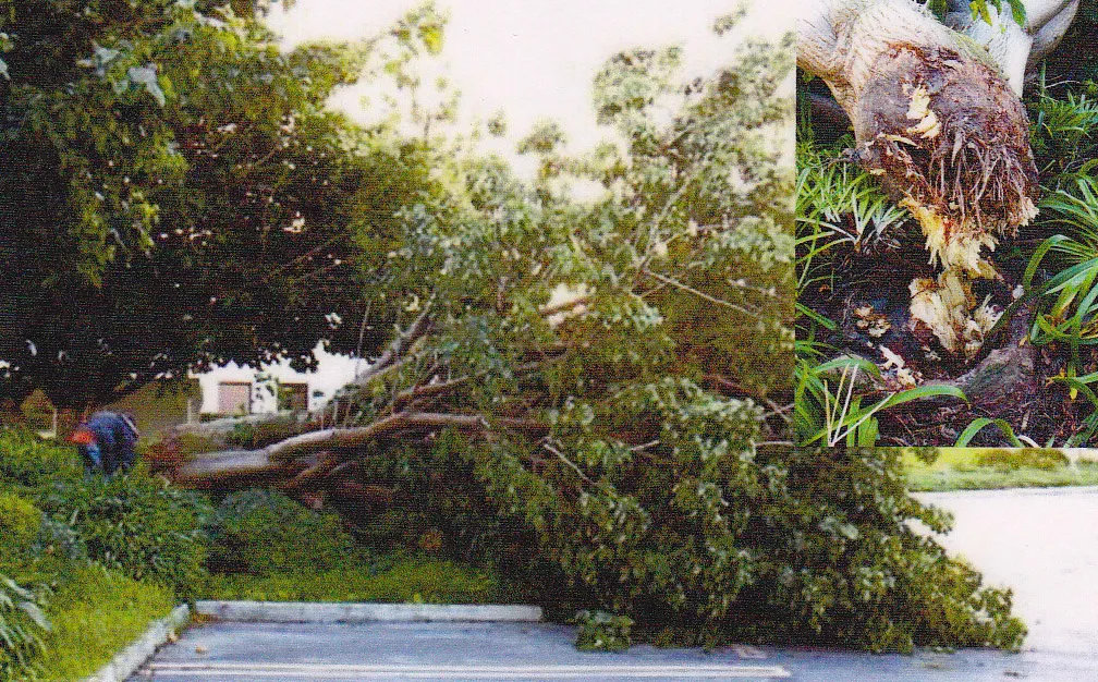 Erythrina sp. (coral tree) root failure. There are 11 reports for this genus in the database. Photo: E. Slowik