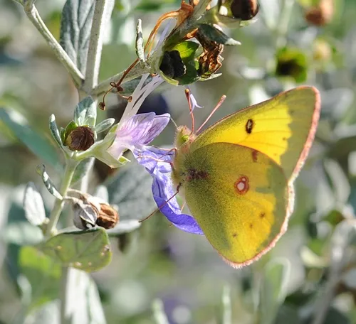 THIS IS a male orange sulphur butterfly (Colias eurythme), one of the scores of butterfly species that Art Shapiro monitors. This male was nectaring a bush germander on Feb. 7 at the Haagen-Dazs Honey Bee Haven, Harry H. Laidlaw Jr. Honey Bee Research Facility, UC Davis. (Photo by Kathy Keatley Garvey)