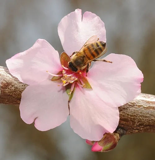 HONEY BEE pollinating an almond blossom today at the half-acre Haagen-Dazs Honey Bee Haven, a bee friendly garden at the Harry H. Laidlaw Jr. Honey Bee research Facility, UC Davis. (Photo by Kathy Keatley Garvey)
