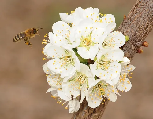 HONEY BEE from the Harry H. Laidlaw Jr. Honey Bee Research Facility, UC Davis, heads toward a plum blossom in the Haagen-Dazs Honey Bee Haven, a half-acre bee friendly garden on Bee Biology Road. The garden is open dawn to dusk at no charge. (Photo by Kathy Keatley Garvey)