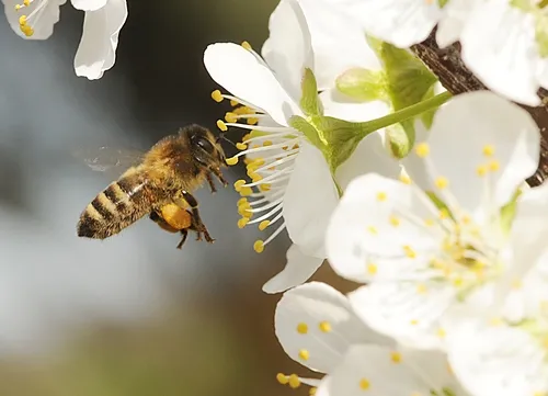 PACKING a heavy load of pollen, a honey bee buzzing toward a plum blossom appears to be "plum-tired." (Photo by Kathy Keatley Garvey)