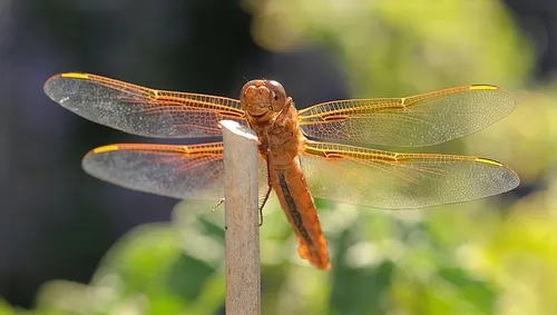 CAMPERS in the Bio Boot Camp may see this dragonfly, a flame skimmer, on the UC Davis campus or at the Sagehen Creek Field Station. (Photo by Kathy Keatley Garvey)