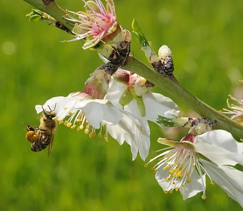 HONEY BEE foraging on almond at the Harry H. Laidlaw Jr. Honey Bee Research Facility, UC Davis. (Photo by Kathy Keatley Garvey)
