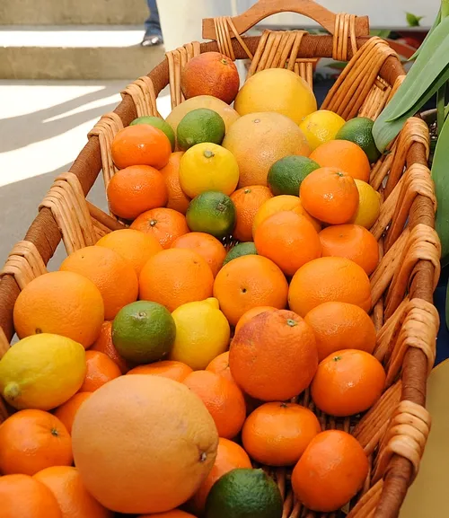 CITRUS proved to be a popular attraction at the 2010 California Ag Day. The 2011 Ag Day is March 23. (Photo by Kathy Keatley Garvey)