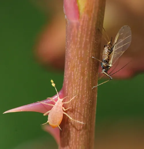 APHIDS on a rose. When are aphids irritable? Find out when Bernie Roitberg discusses his series of experiments on aphids, mosquitoes, parasitic wasps and beetles. He speaks Wednesday, March 30 from 12:10 to 1 p.m. in 122 Briggs, UC Davis. (Photo by Kathy Keatley Garvey)