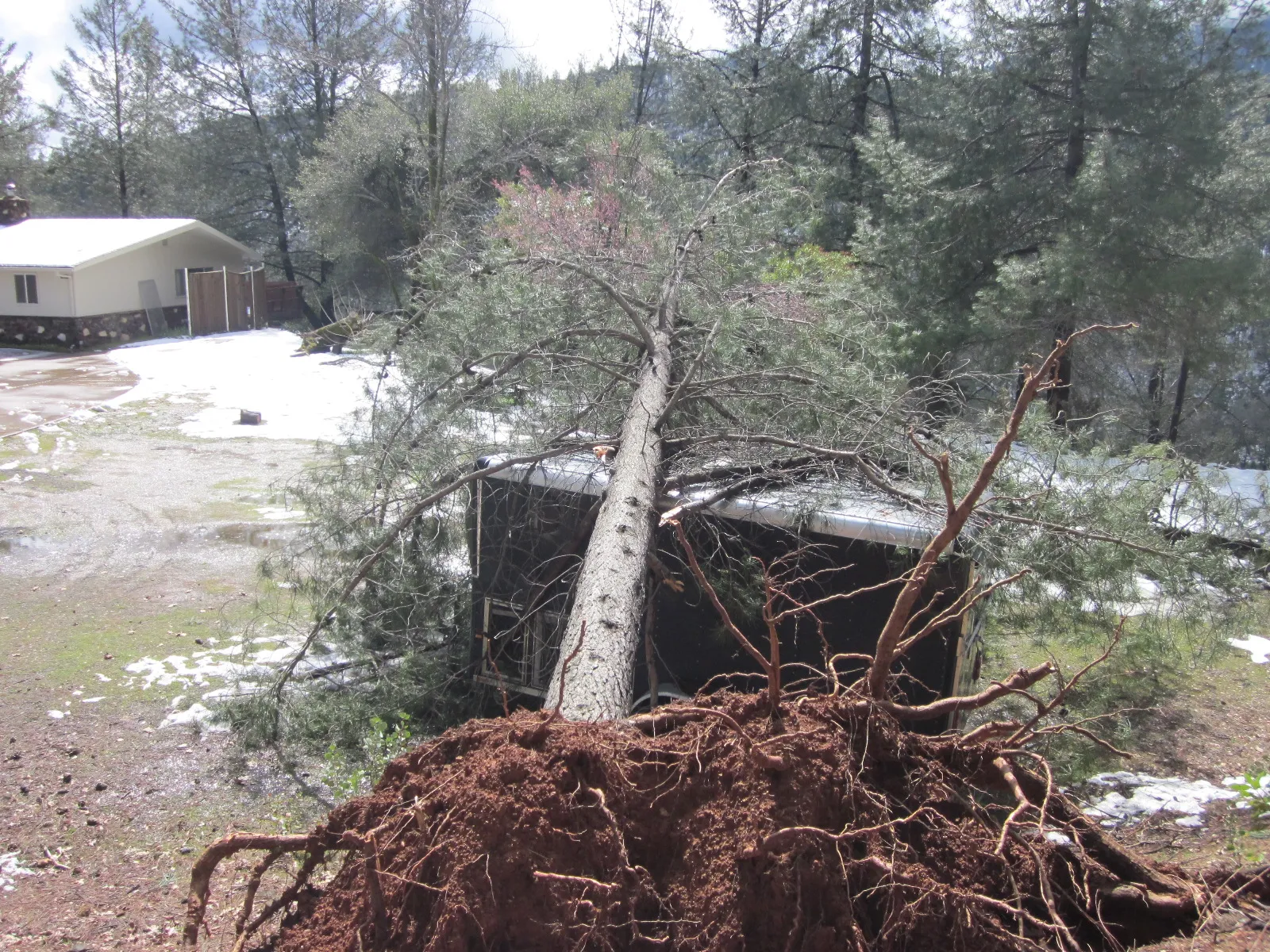 knobcone pine root failure