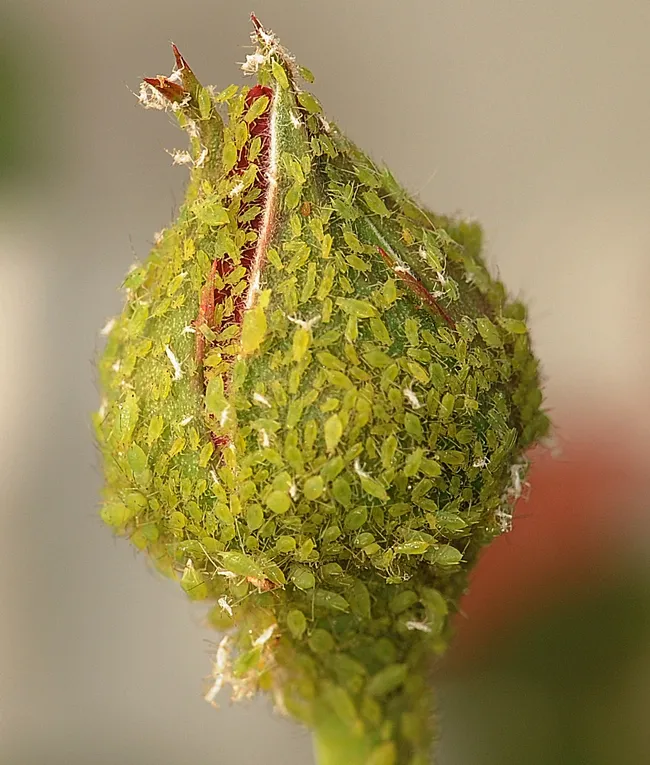 Aphids covering a rsoebud. (Photo by Kathy Keatley Garvey)