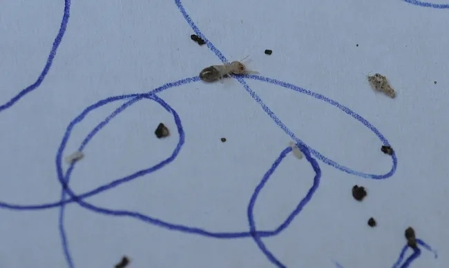 Termite Trails is another fun and educational activity at Briggs Hall during the UC Davis Picnic Day. Termites are attracted to the pheromone-like scent. (Photo by Kathy Keatley Garvey)