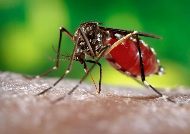 The dengue mosquito, Aedes aegypti. (Photo courtesy of James Gathany, Centers for Disease Control and Prevention).