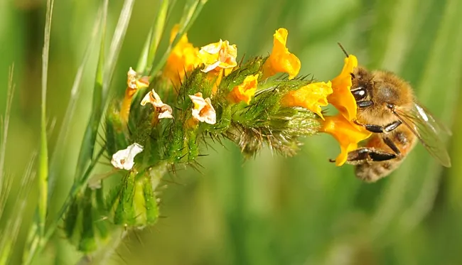 Come on in--the nectar's fine. (Photo by Kathy Keatley Garvey)