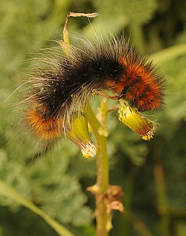 A wooly bear caterpillar munching on foliage at the Bodega Head. (Photo by Kathy Keatley Garvey)