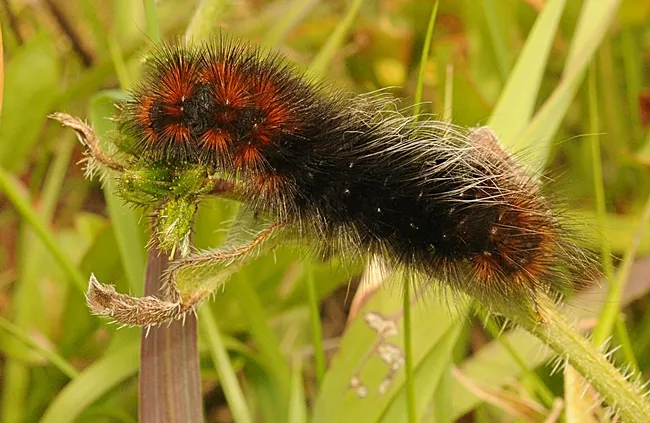 A wooly bear caterpillar munching on fiddleneck. (Photo by Kathy Keatley Garvey)