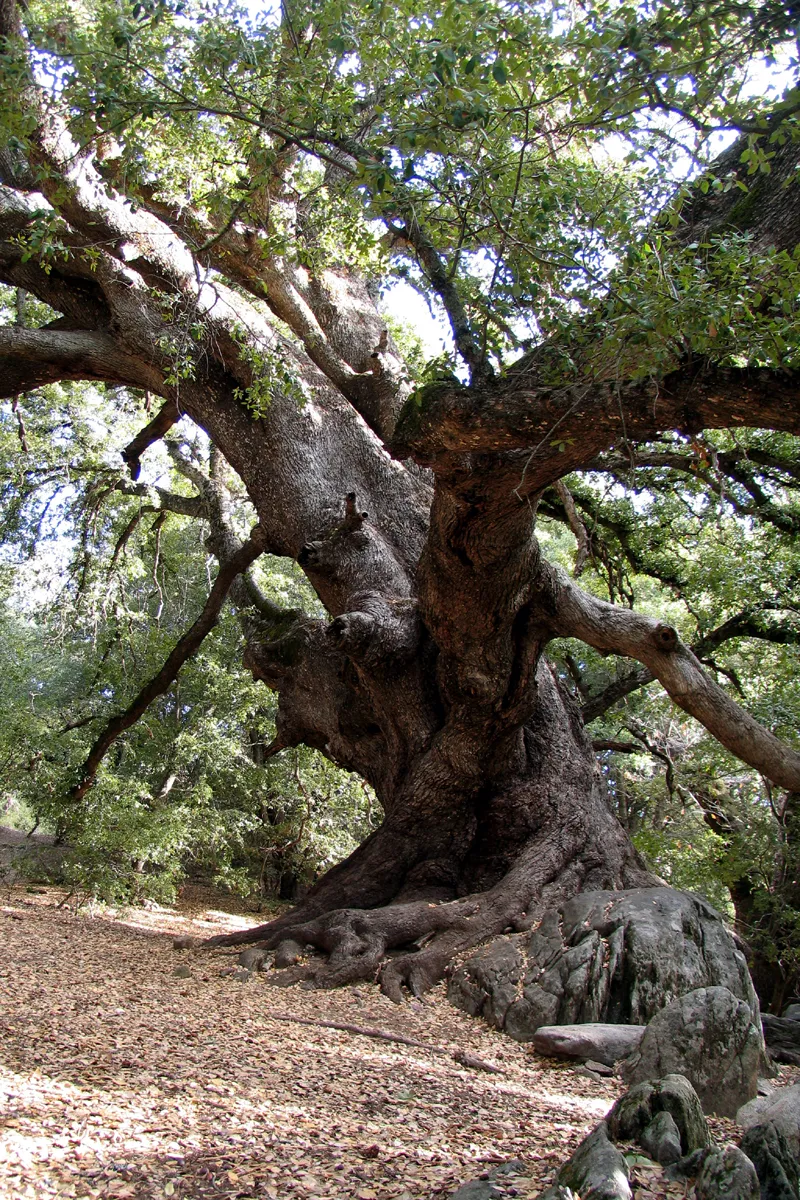 Canyon live oak