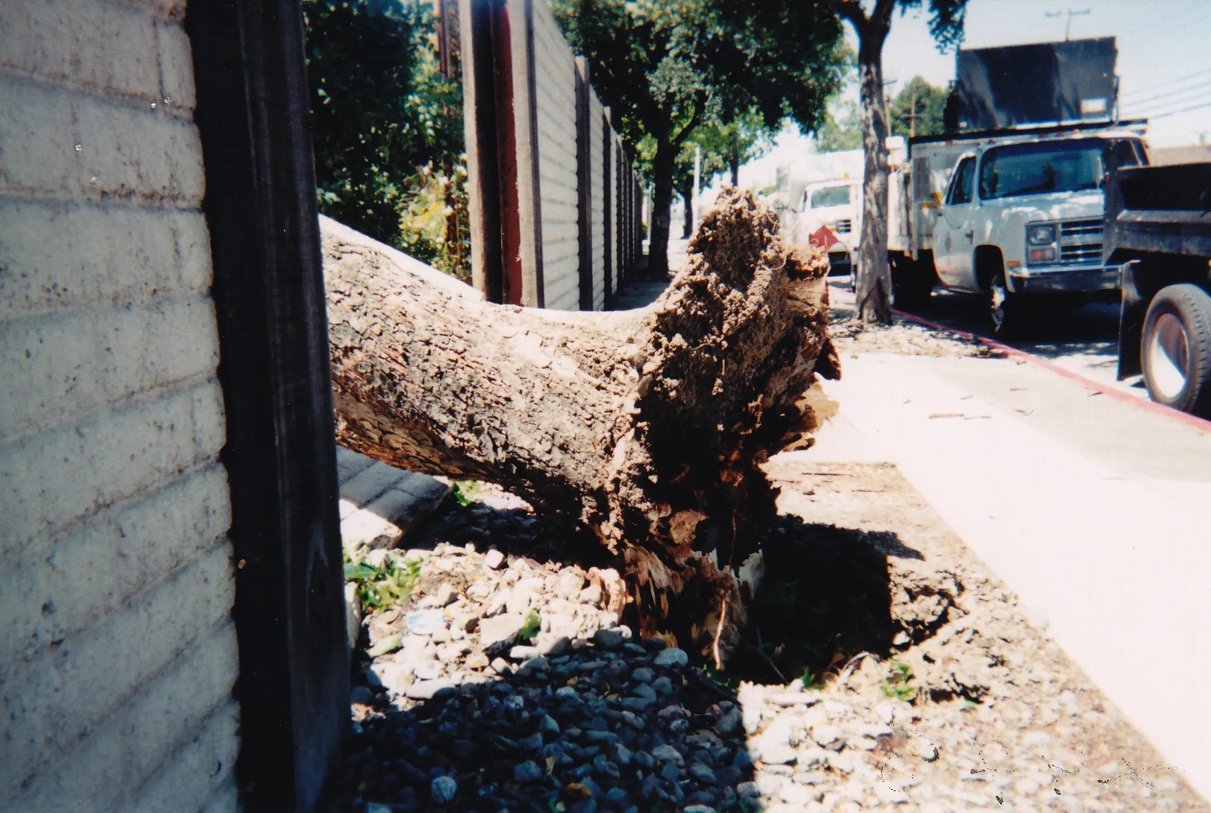 Ceratonia siliqua (carob) root failure. There are 29 reports for this species in the database. Photo: E. Murdock