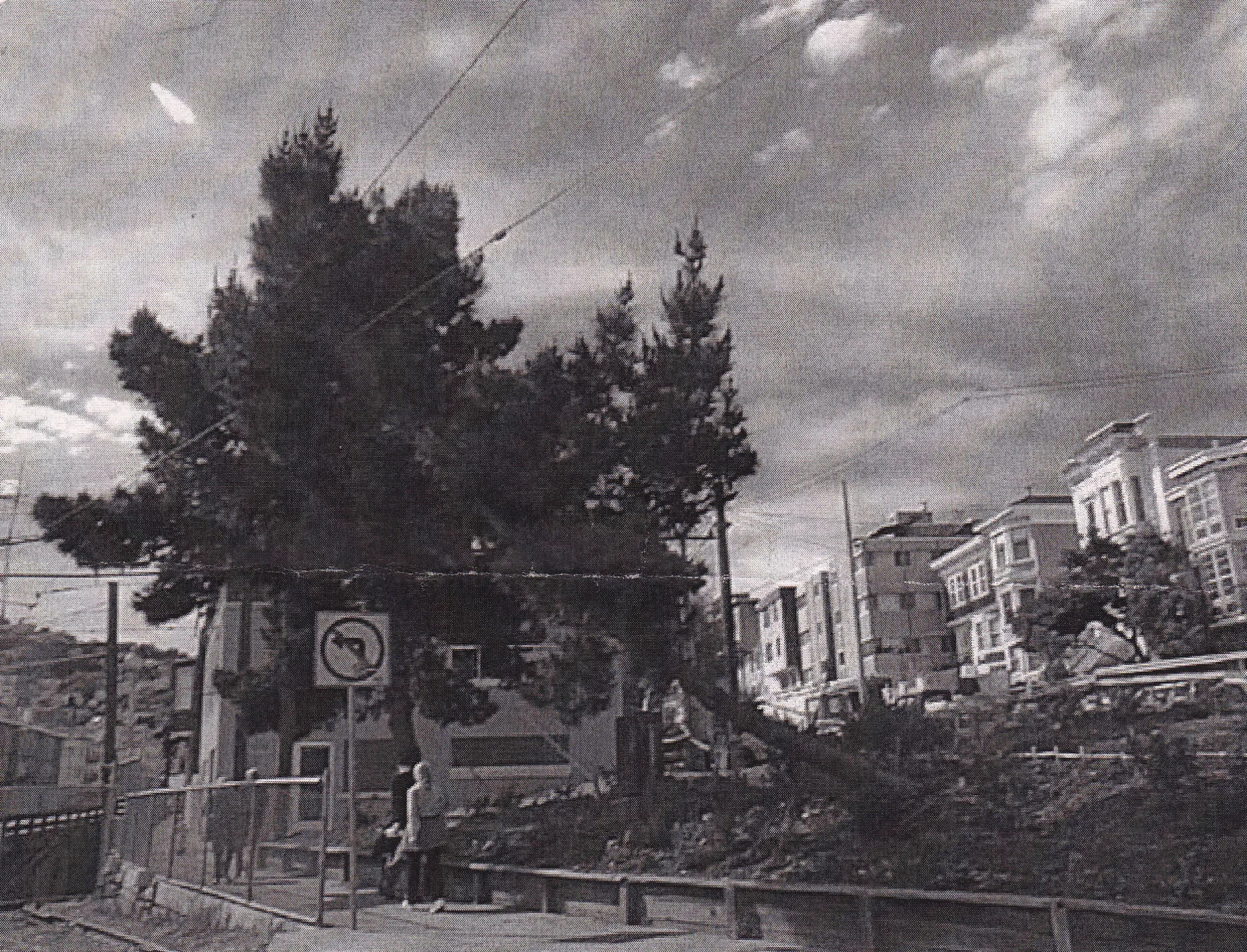 Monterey pine root failure in progress