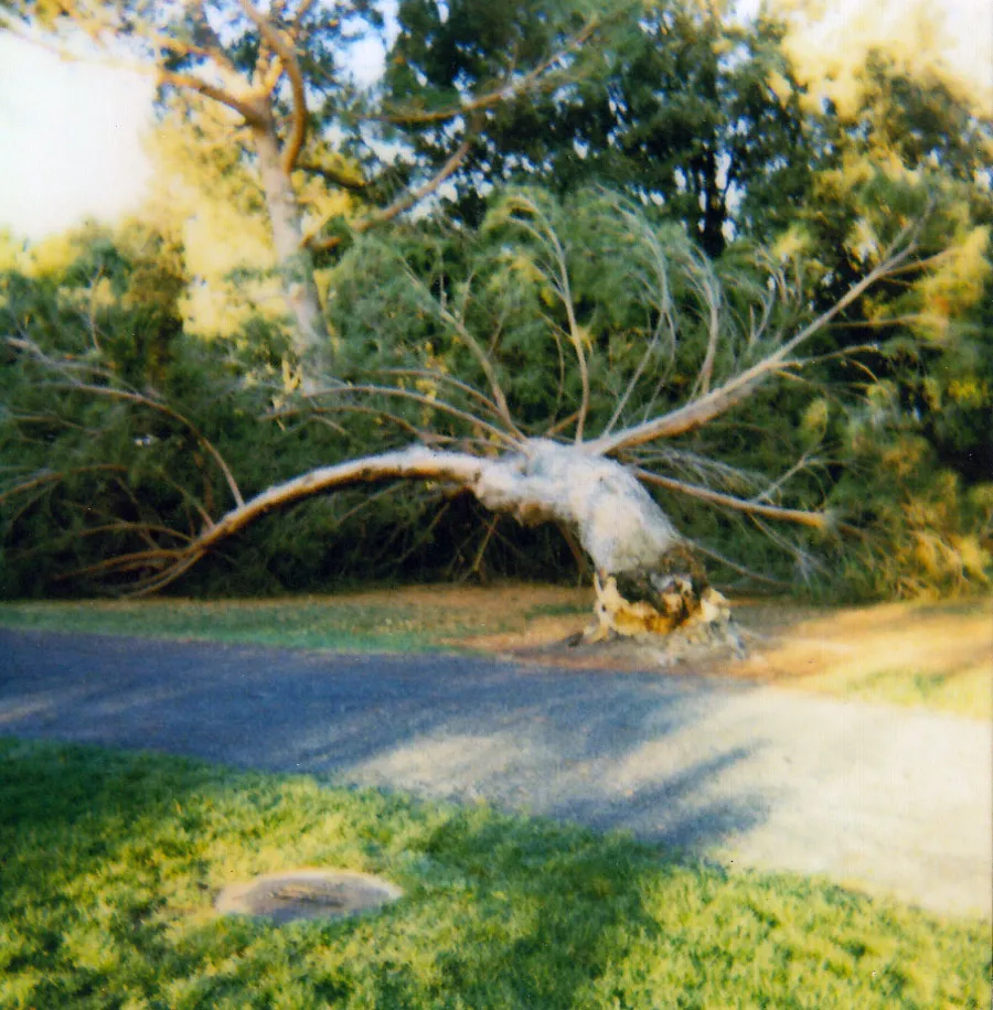 Italian stone pine trunk failure