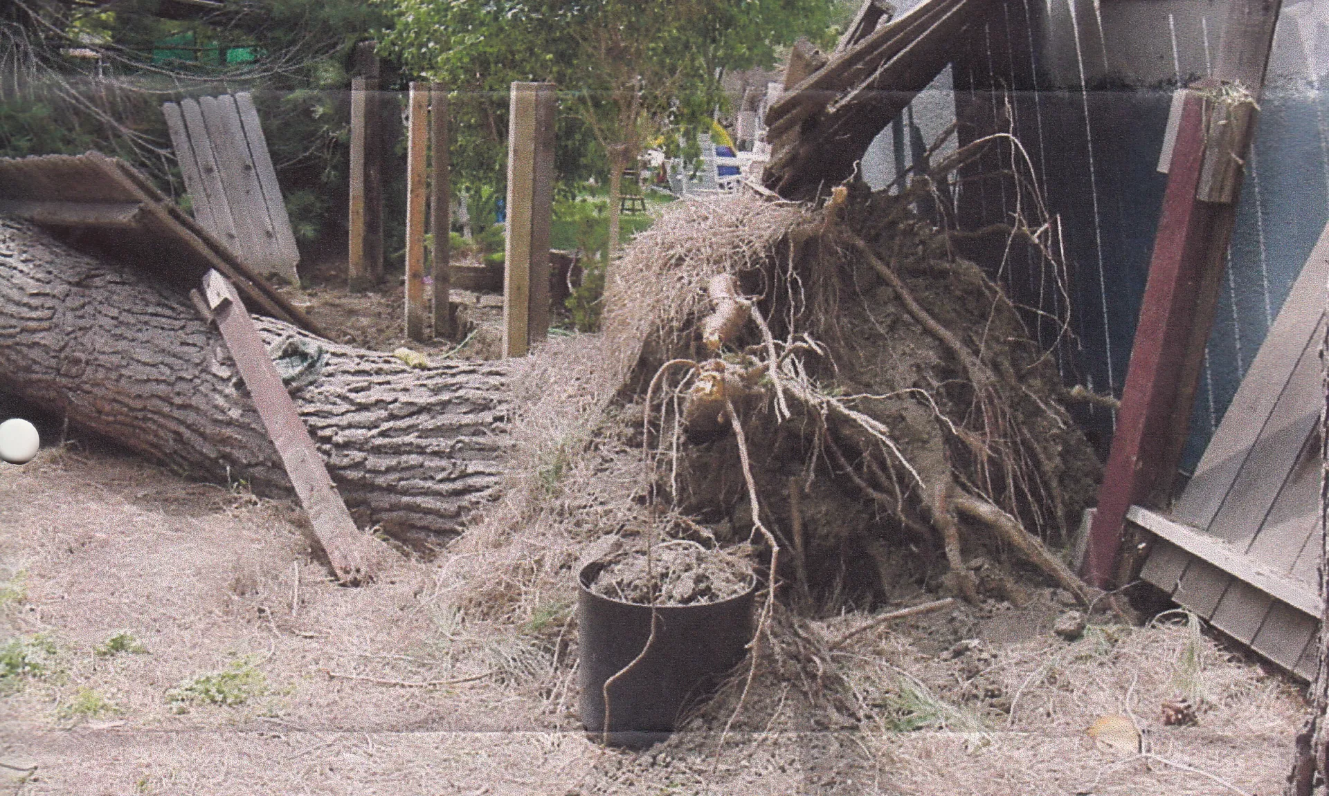 Italian stone pine root failure
