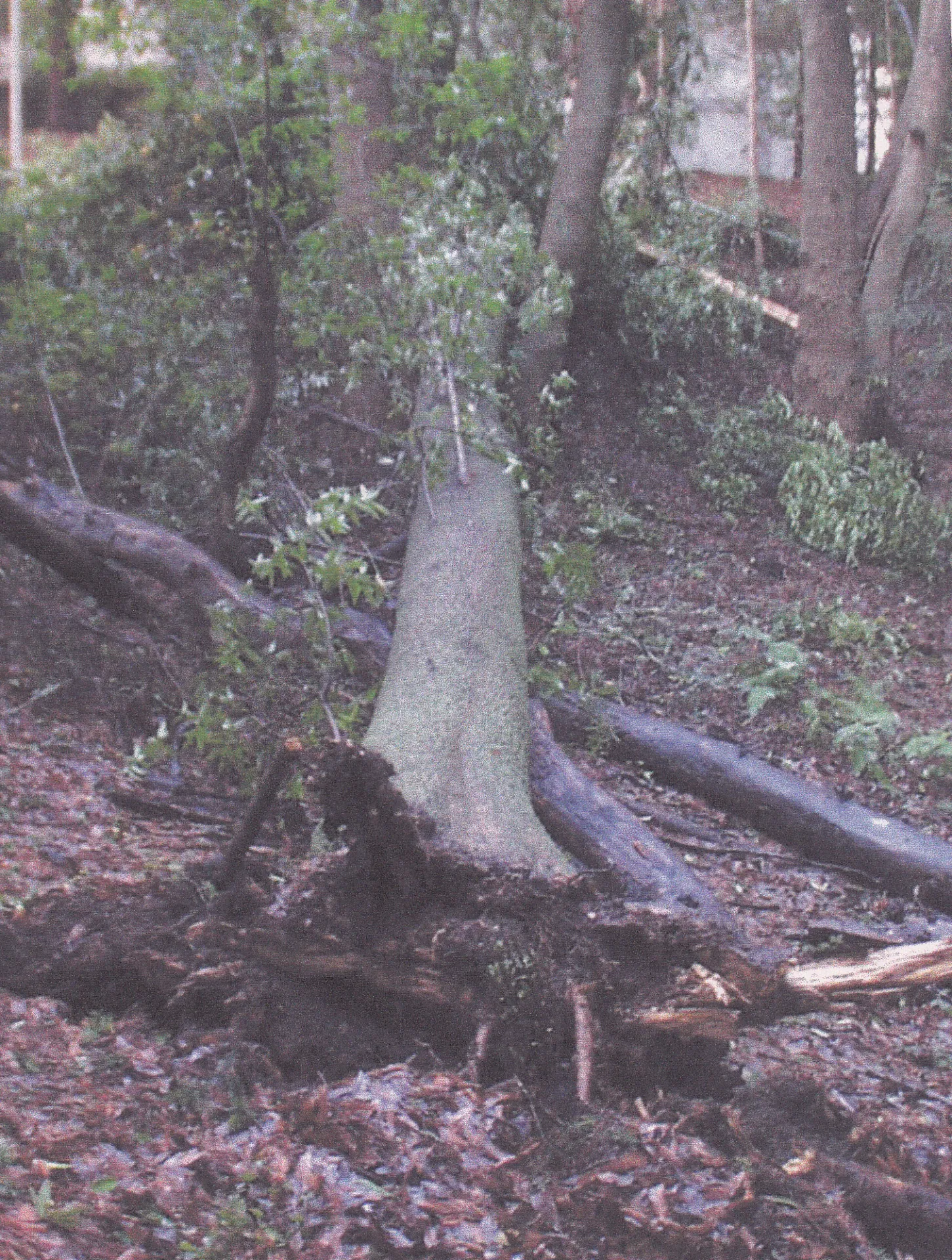 California bay root failure