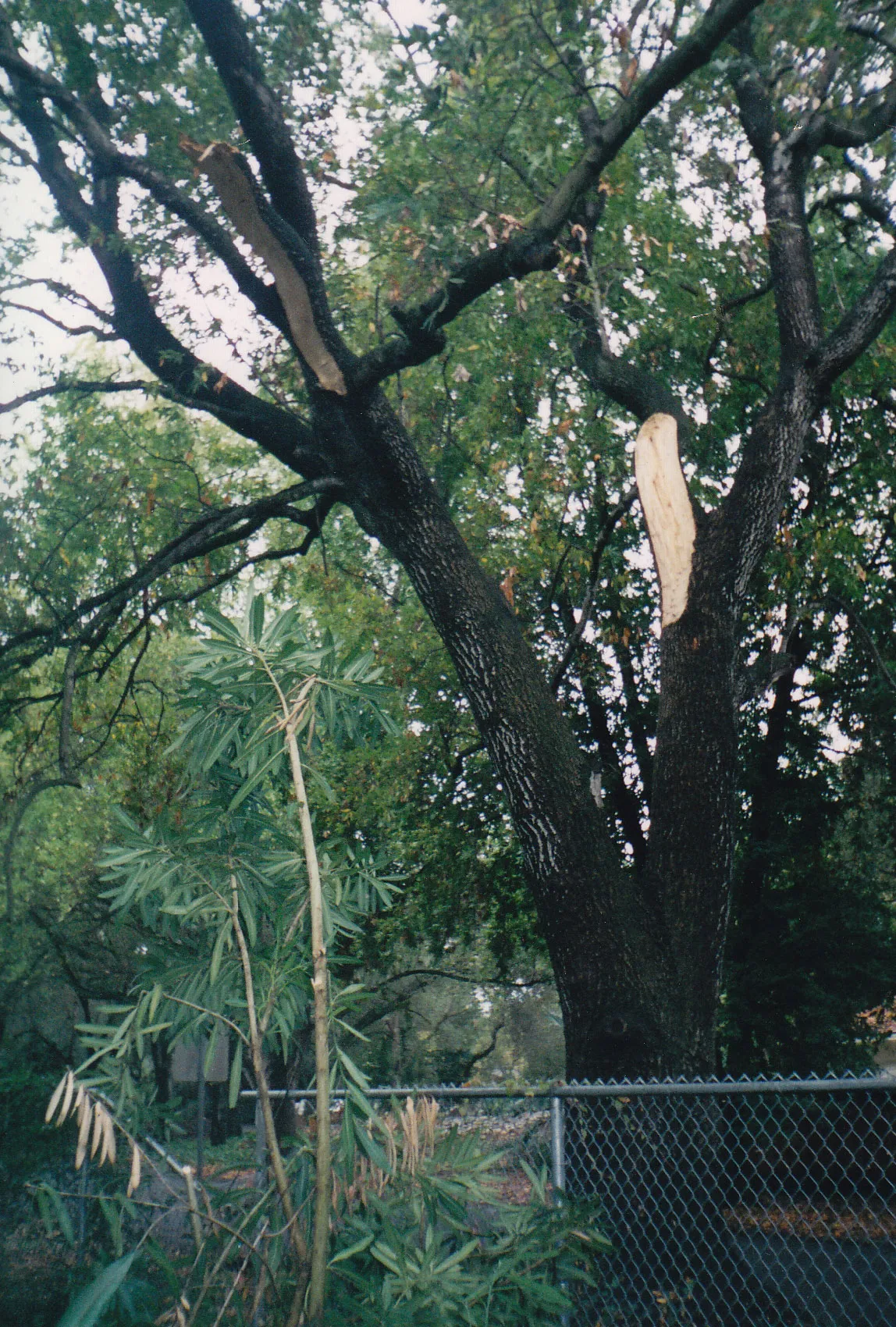 California bay branch failure