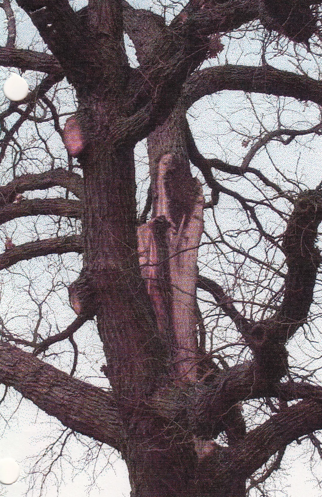 Quercus macrocarpa (bur oak) branch failure. There is one report for this species in the database. Photo: C. Boza