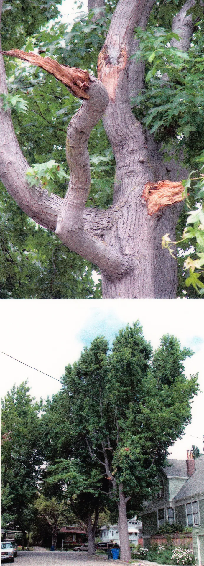 American sweet gum branch failure