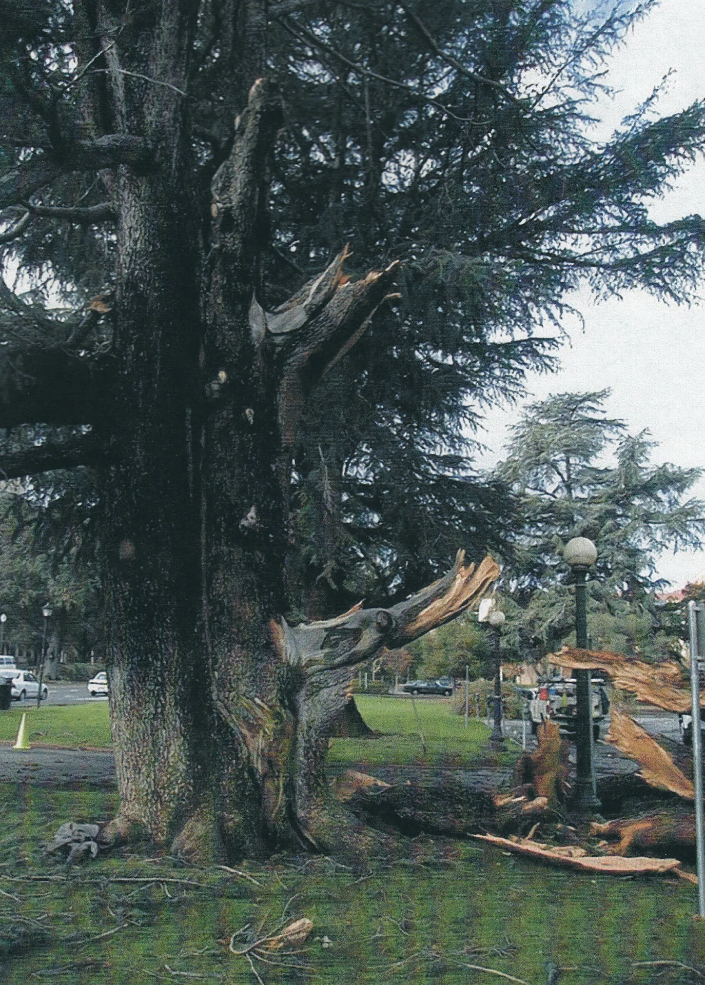deodar cedar branch failure