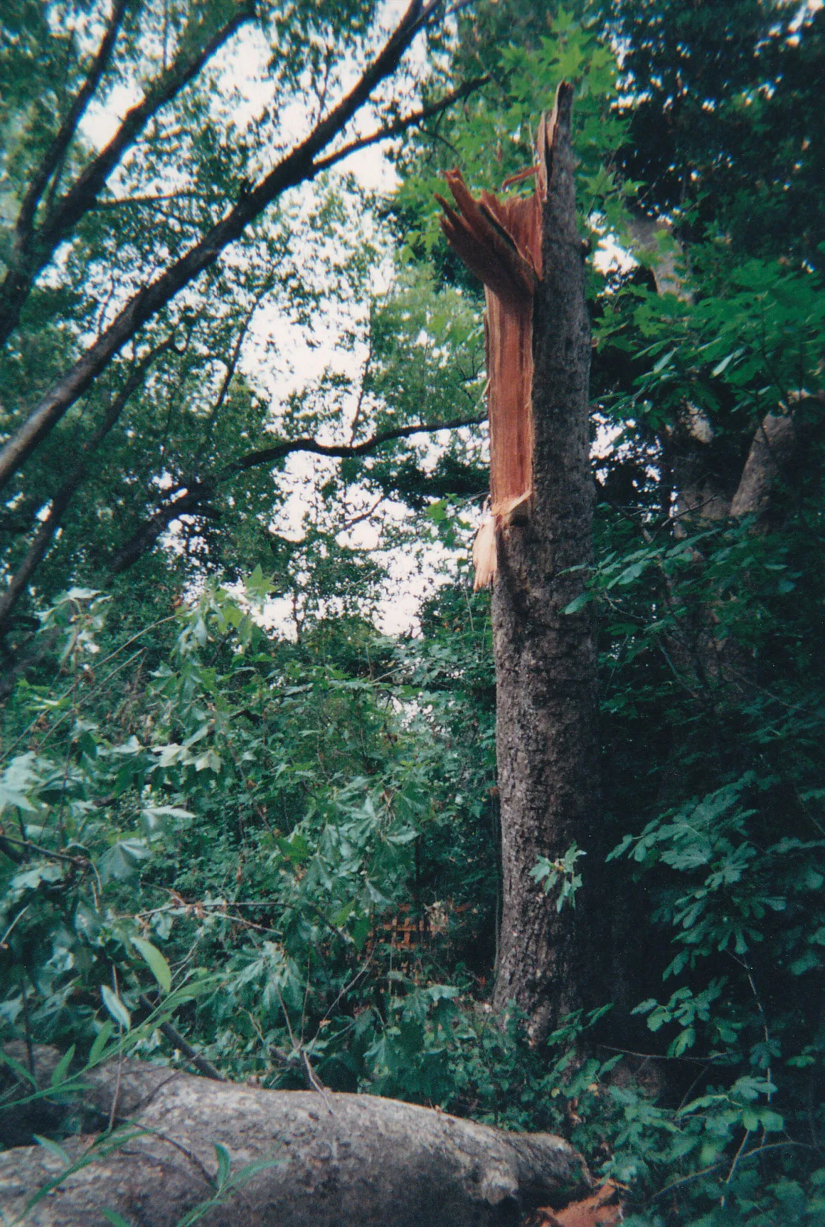 Platanus x hispanica, formerly x acerifolia (London plane) trunk failure. There are 19 reports for this species in the database. Photo: P. Wasirlewski