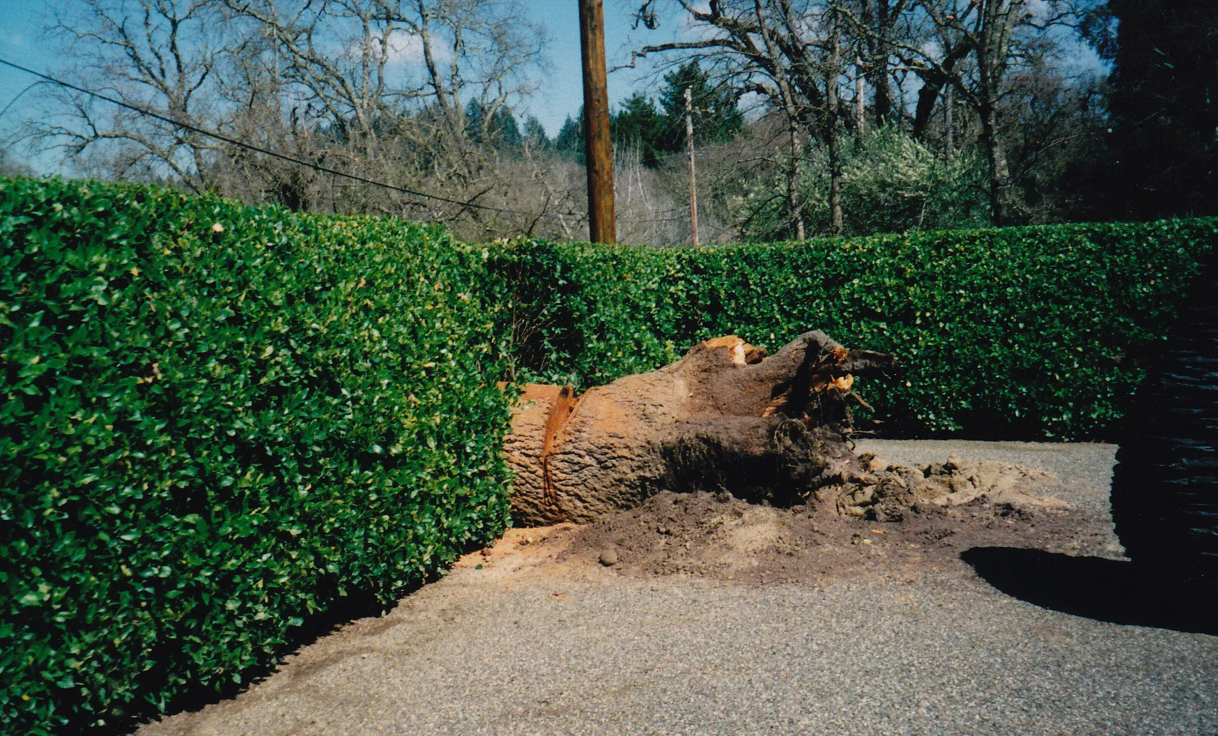 Quercus garryana (Oregon white oak) trunk failure. There are 5 reports for this species in the database. Photo: G. Hernandez