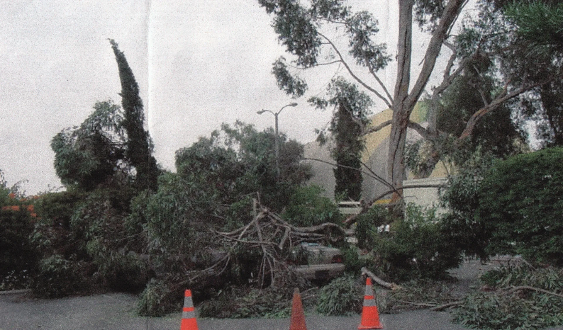 Eucalyptus cladocalyx (sugar gum) branch failure. There are 9 reports for this species in the database. Photo: J. Scow