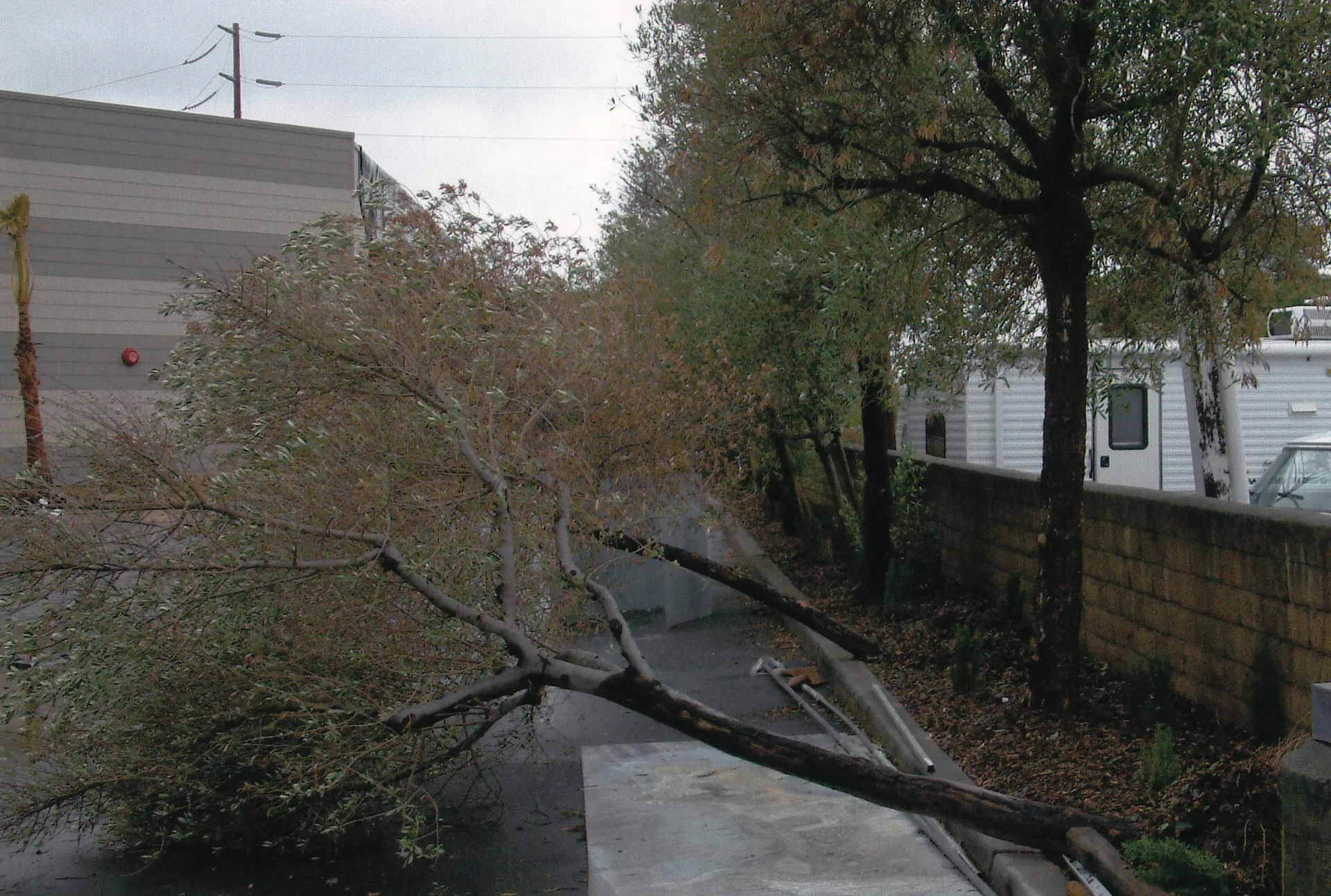 Olea Europaea (olive) root failure. There are 10 reports for this species in the database. Photo: K. Jones
