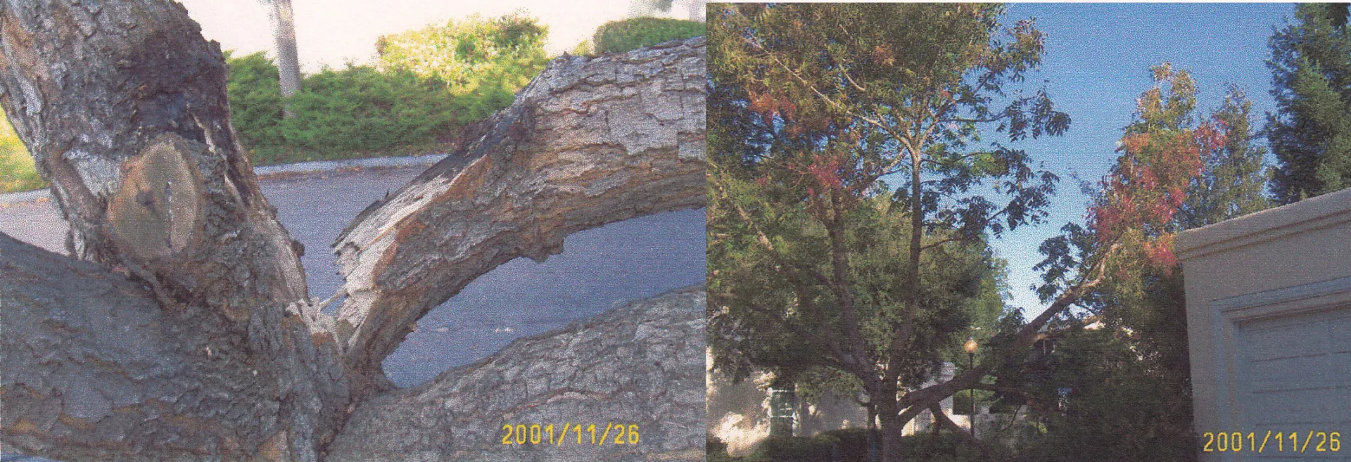 Pistacia chinensis (Chinese pistache) branch failure. There are 22 reports for this species in the database. Photo: R. Morneau