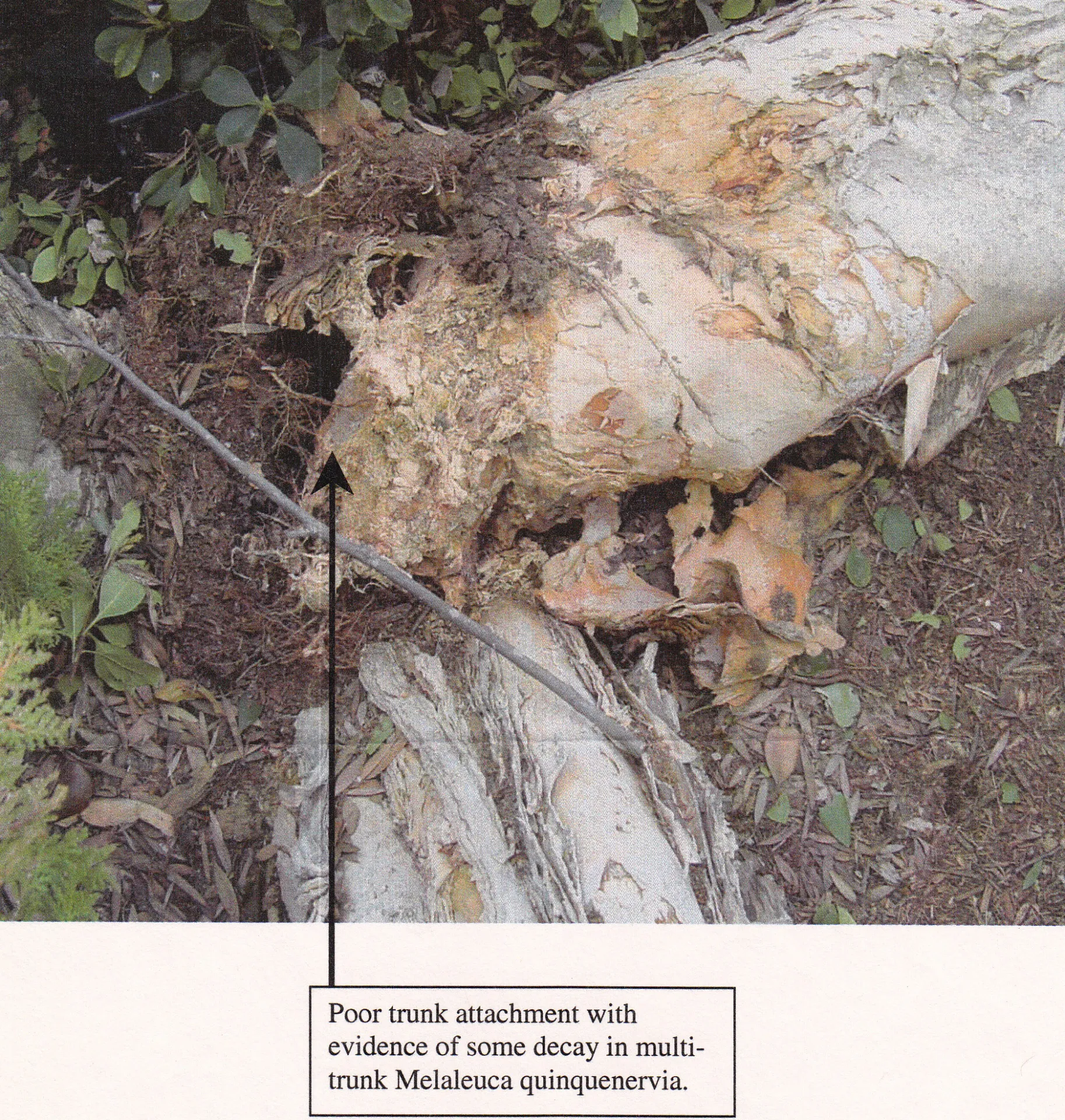 Melaleuca quinquinervia (cajeput) trunk failure. There are 7 reports for this species in the database. Photo: R. Loucks