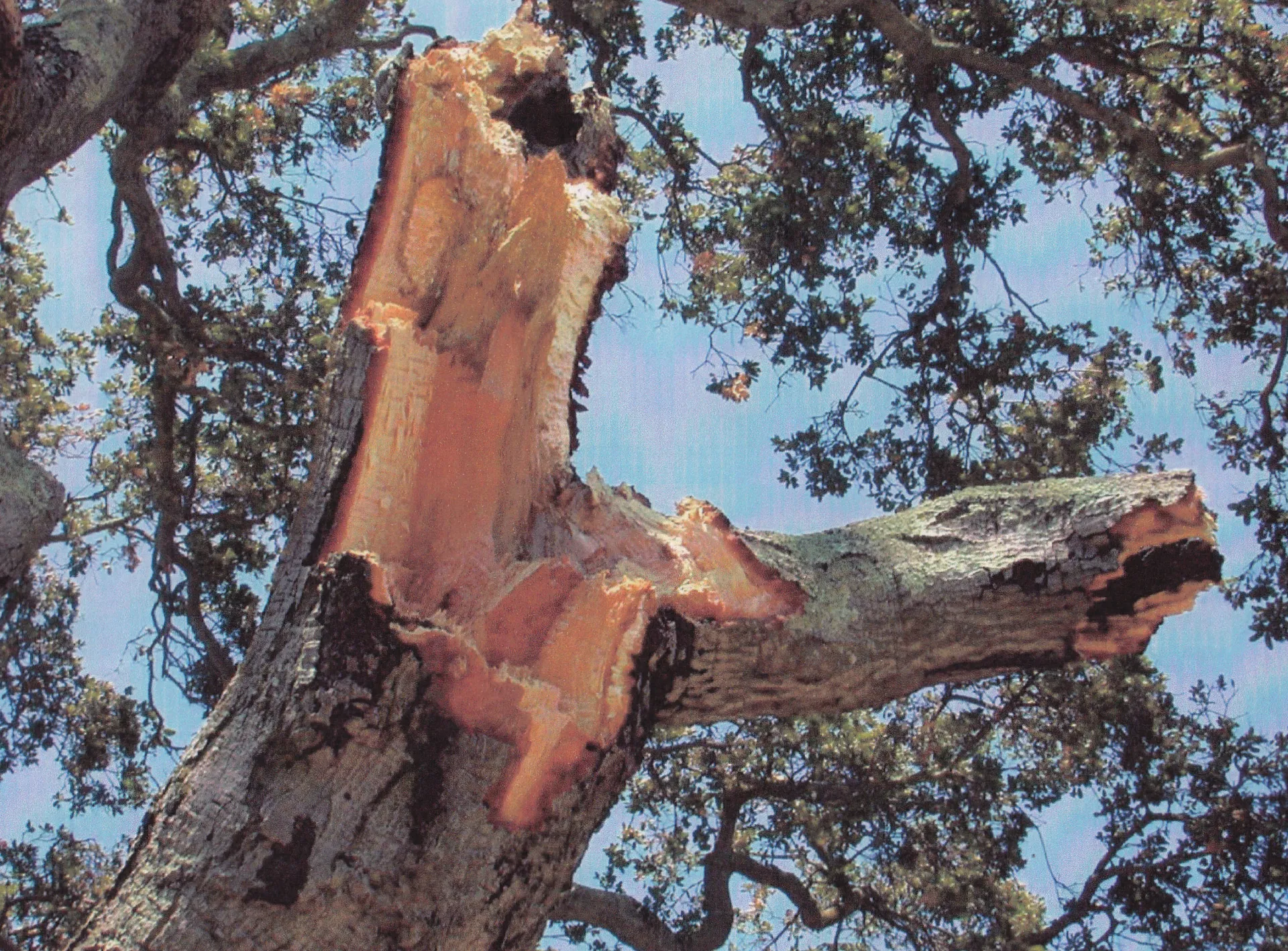 coast live oak branch failure