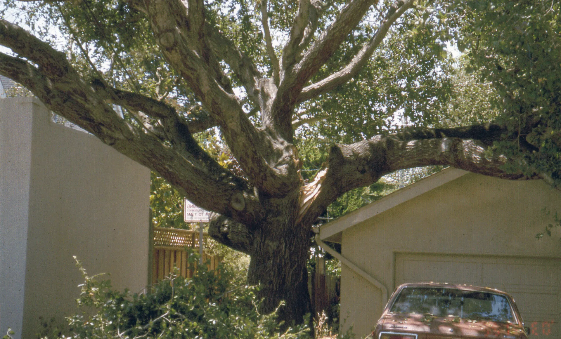 coast live oak branch failure