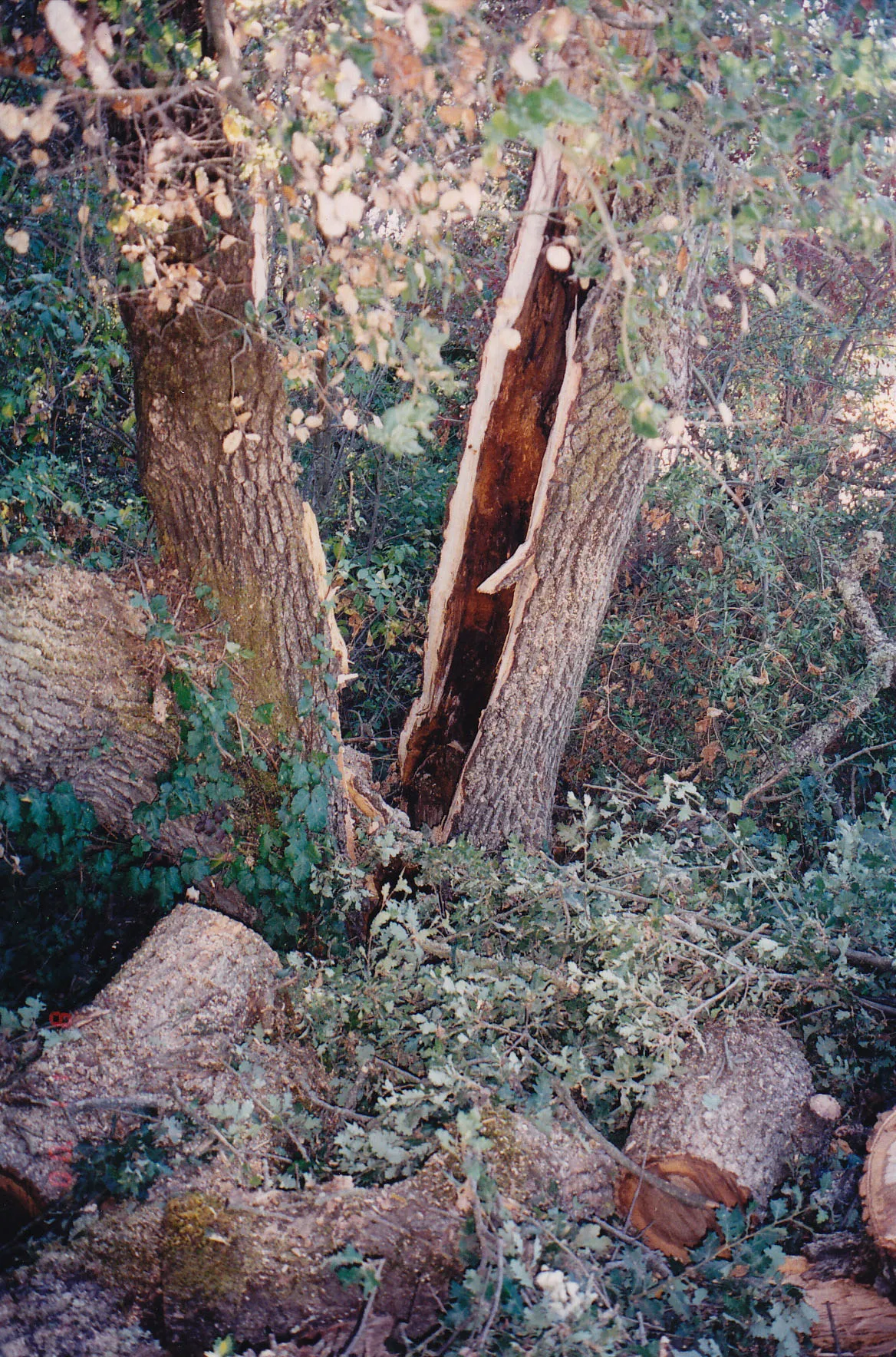 valley oak trunk failure