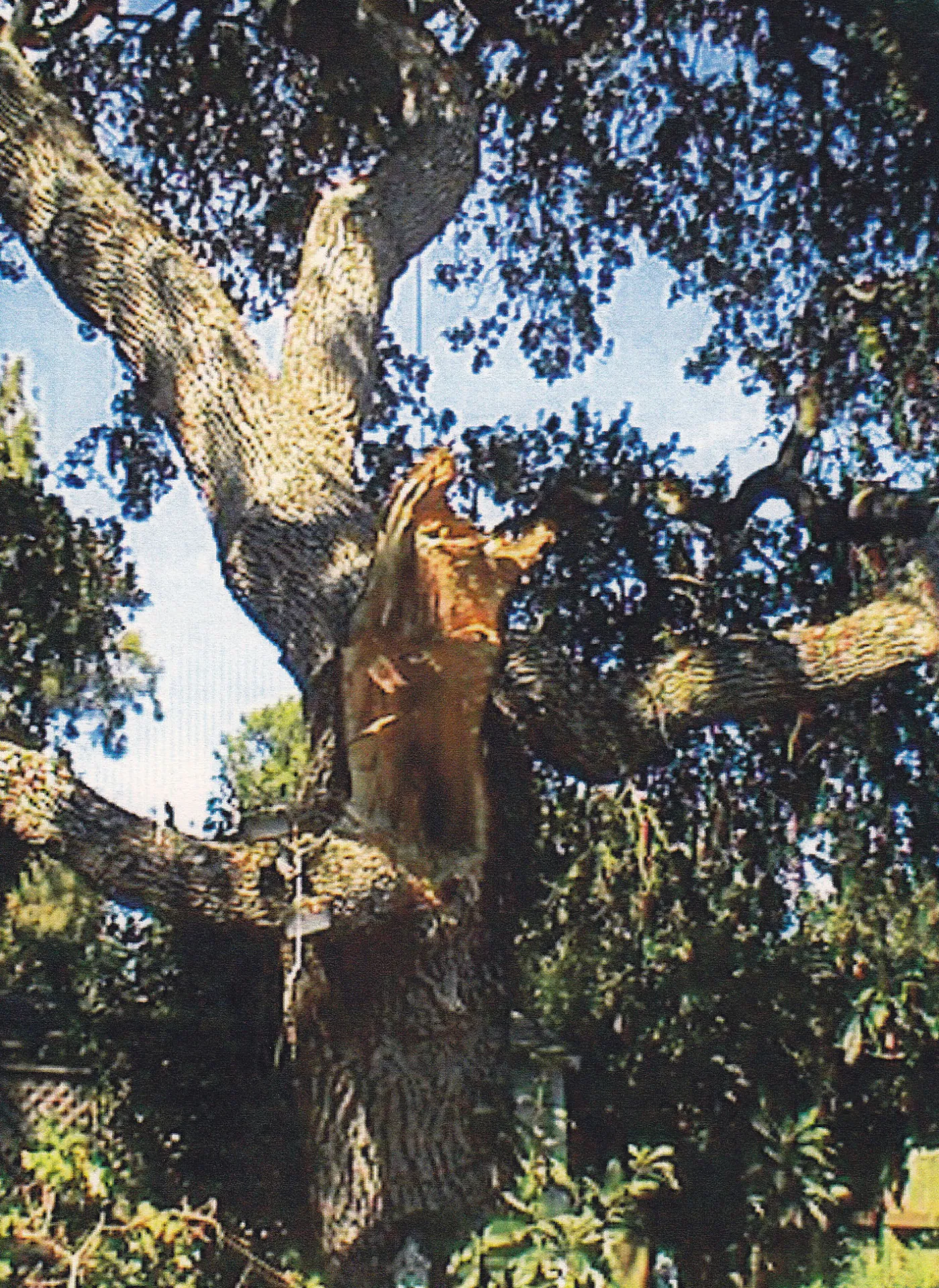 valley oak branch failure