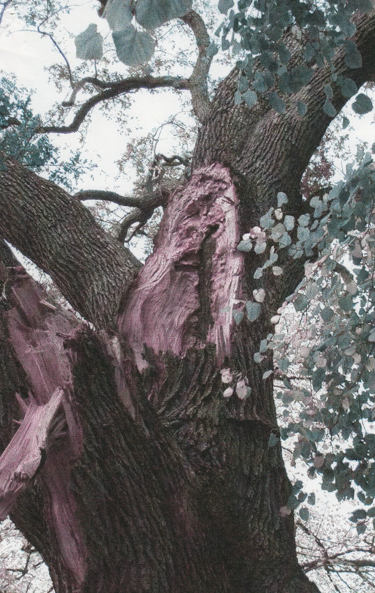 valley oak branch failure