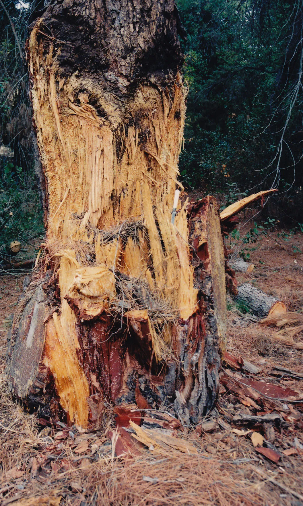 Aleppo trunk failure