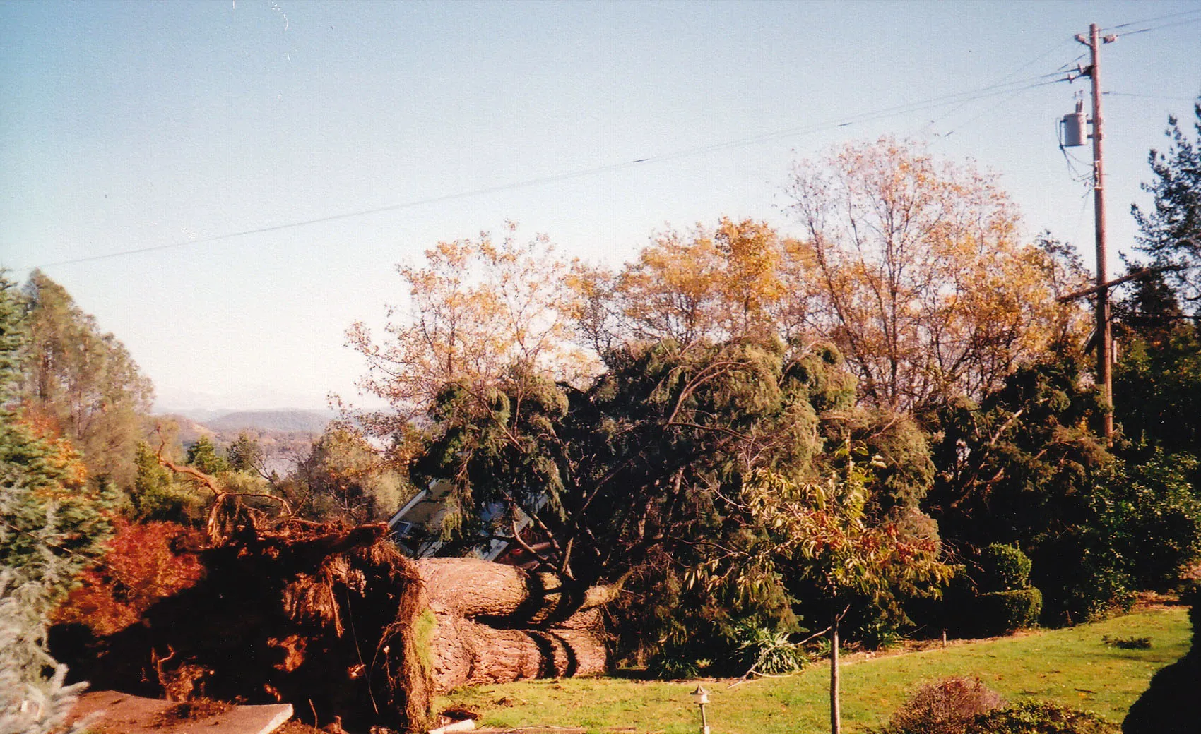 Douglas fir root failure