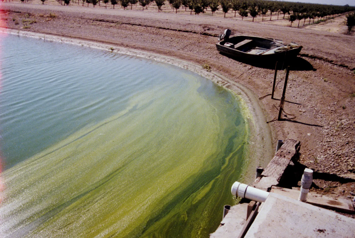 Storage reservoir with heavy biological growth. Photo: L. Schwankl