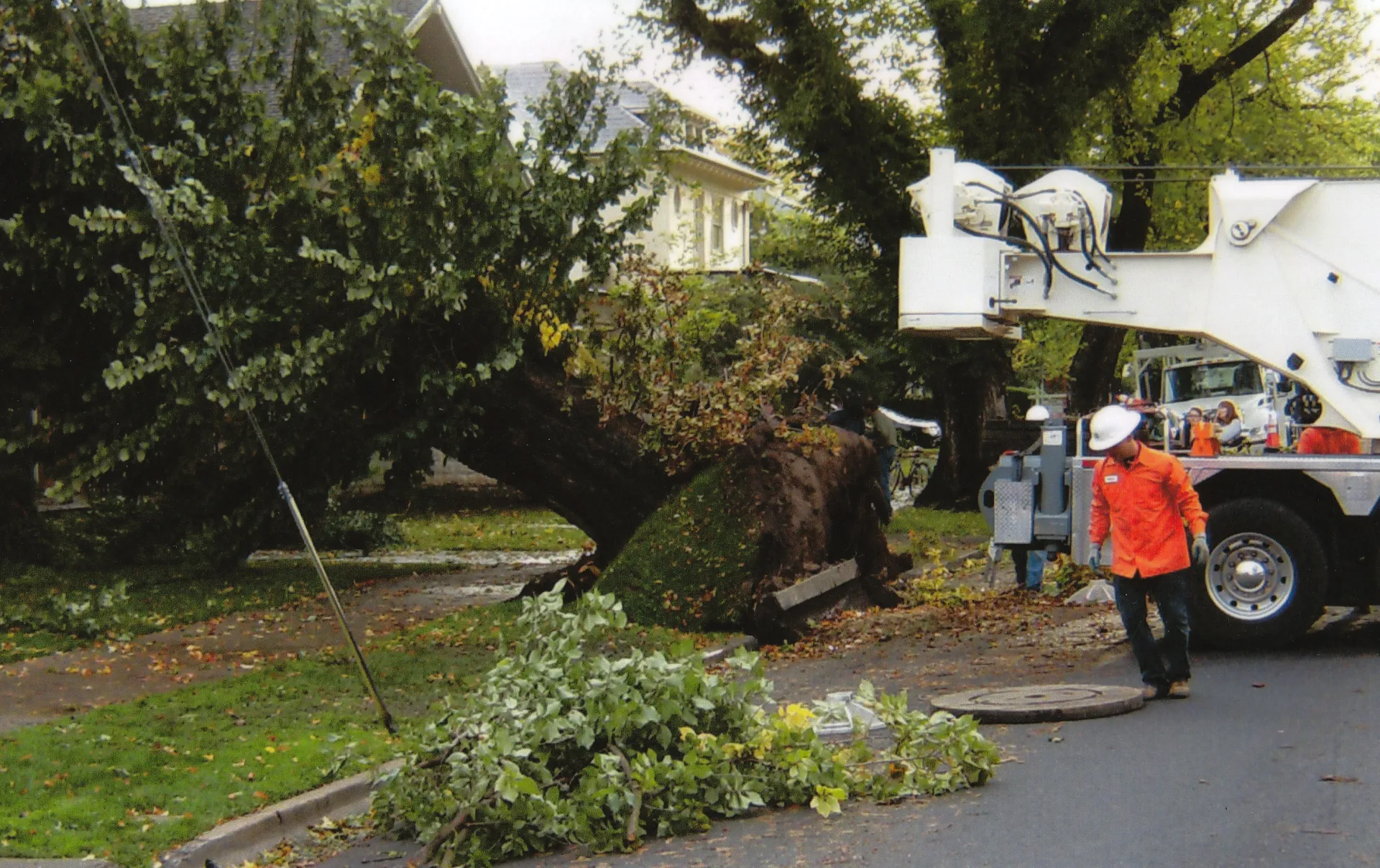 Ulmus procera (English elm) root failure. There are 14 reports for this species in the database. Photo: D. Goosen