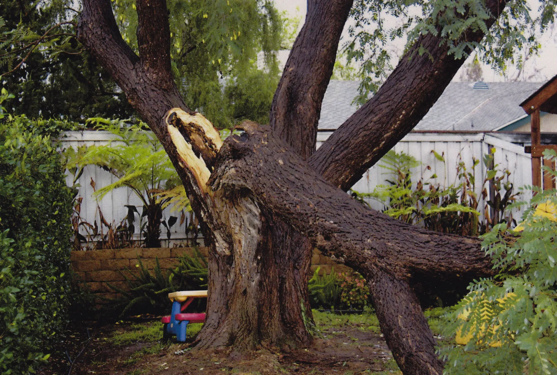 Tipuana tipu (tipu tree) trunk failure. There are 4 reports for this species in the database.Photo: E. Slowik
