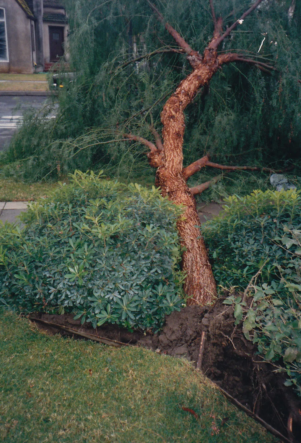 Schinus molle (California pepper) root failure. There are 22 reports for this species in the database. Photo:D. Weaver