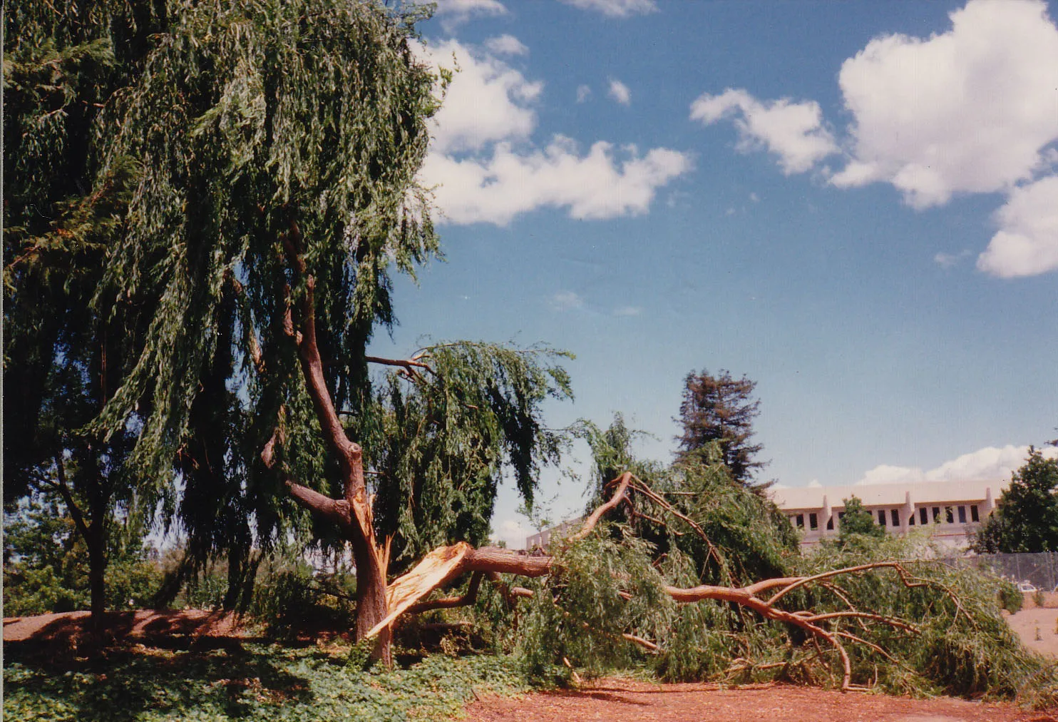 Salix babylonica (weeping willow) trunk failure. There are 23 reports for this species in the database. Photo: R. Hansen