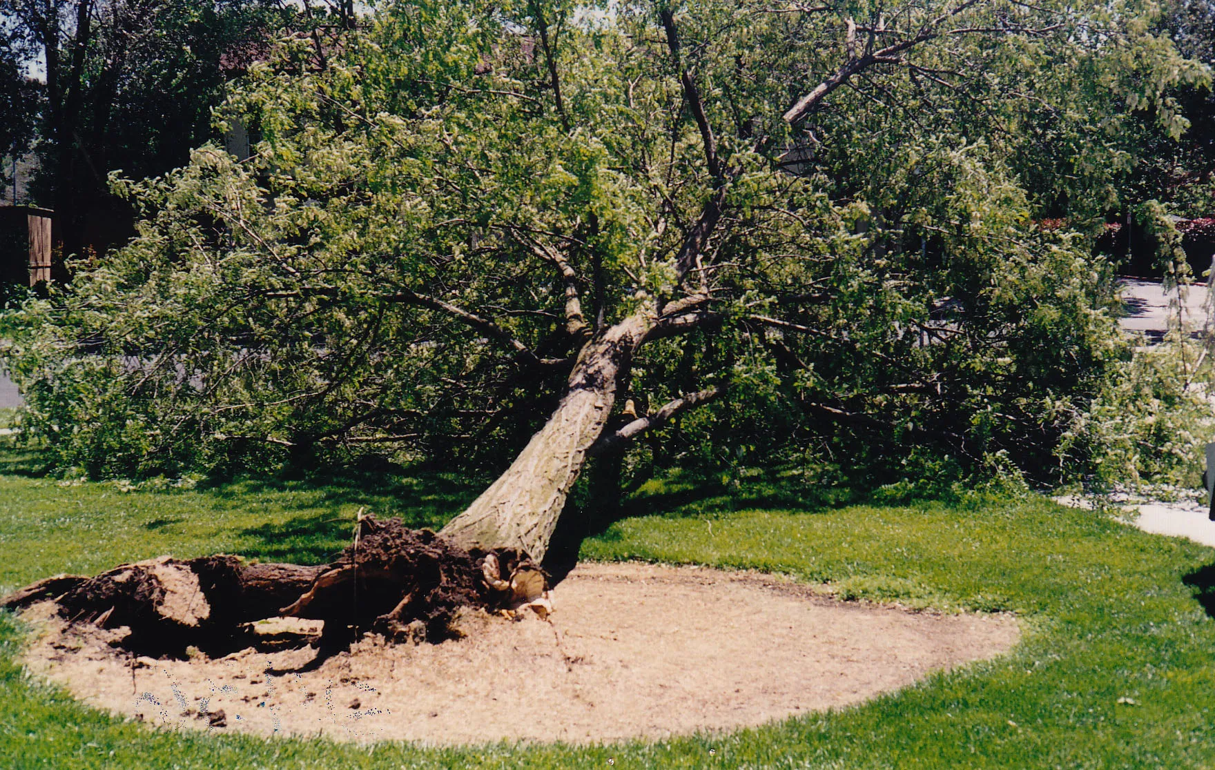 Robinia pseudoacacia (black locust) root failure. There are 31 reports for this species in the database. Photo: R. Nelson
