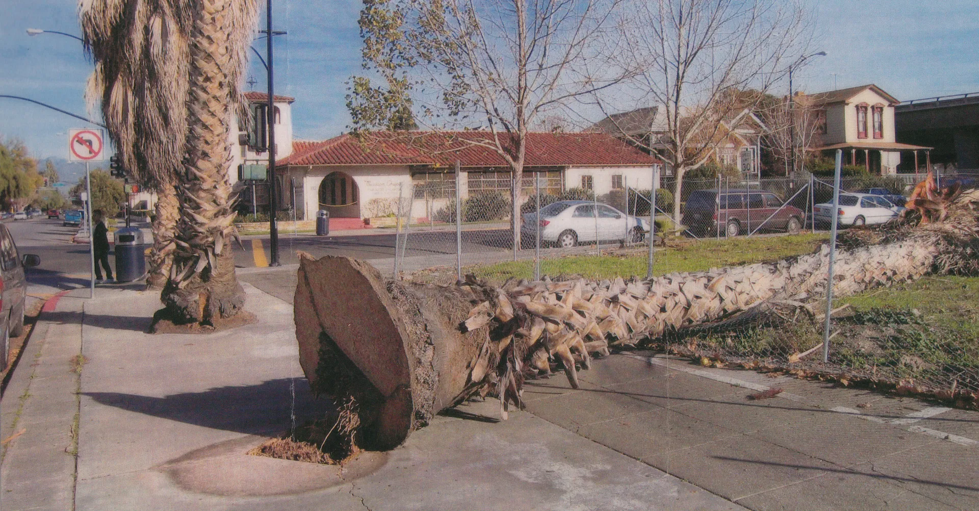 Washingtonia robusta (Mexican fan palm) root failure. There are 6 reports for this species in the database. Photo: R. Mize