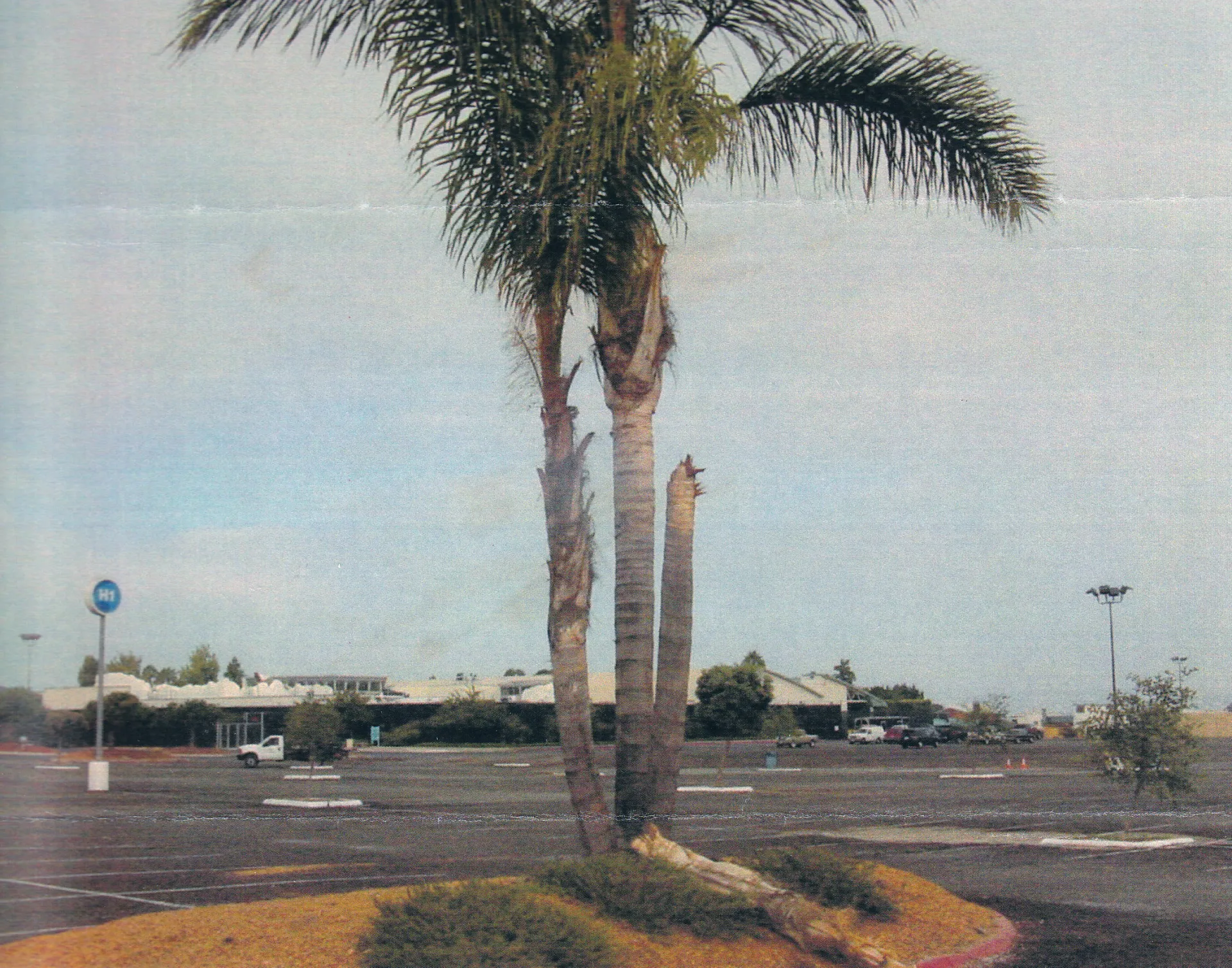 Syagrus romanzoffiana (queen palm) trunk failure. There are 6 reports for this species in the database. Photo: R. Loucks