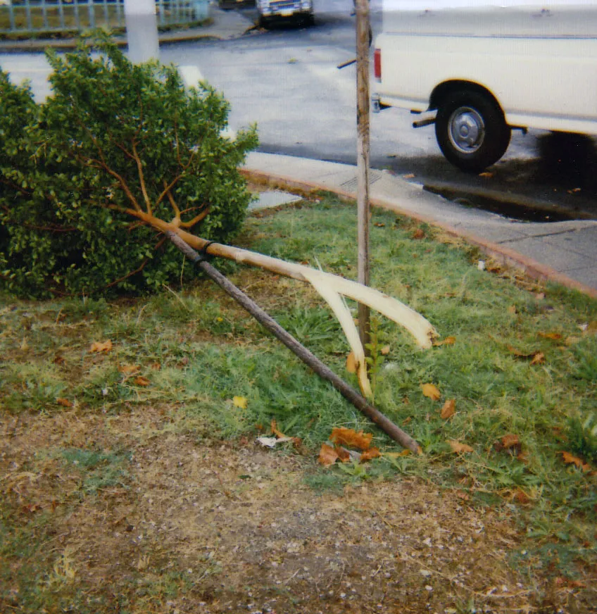 Lagerstroemia indica (crape myrtle) trunk failure. There are 6 reports for this species in the database. Photo: M. Camfield