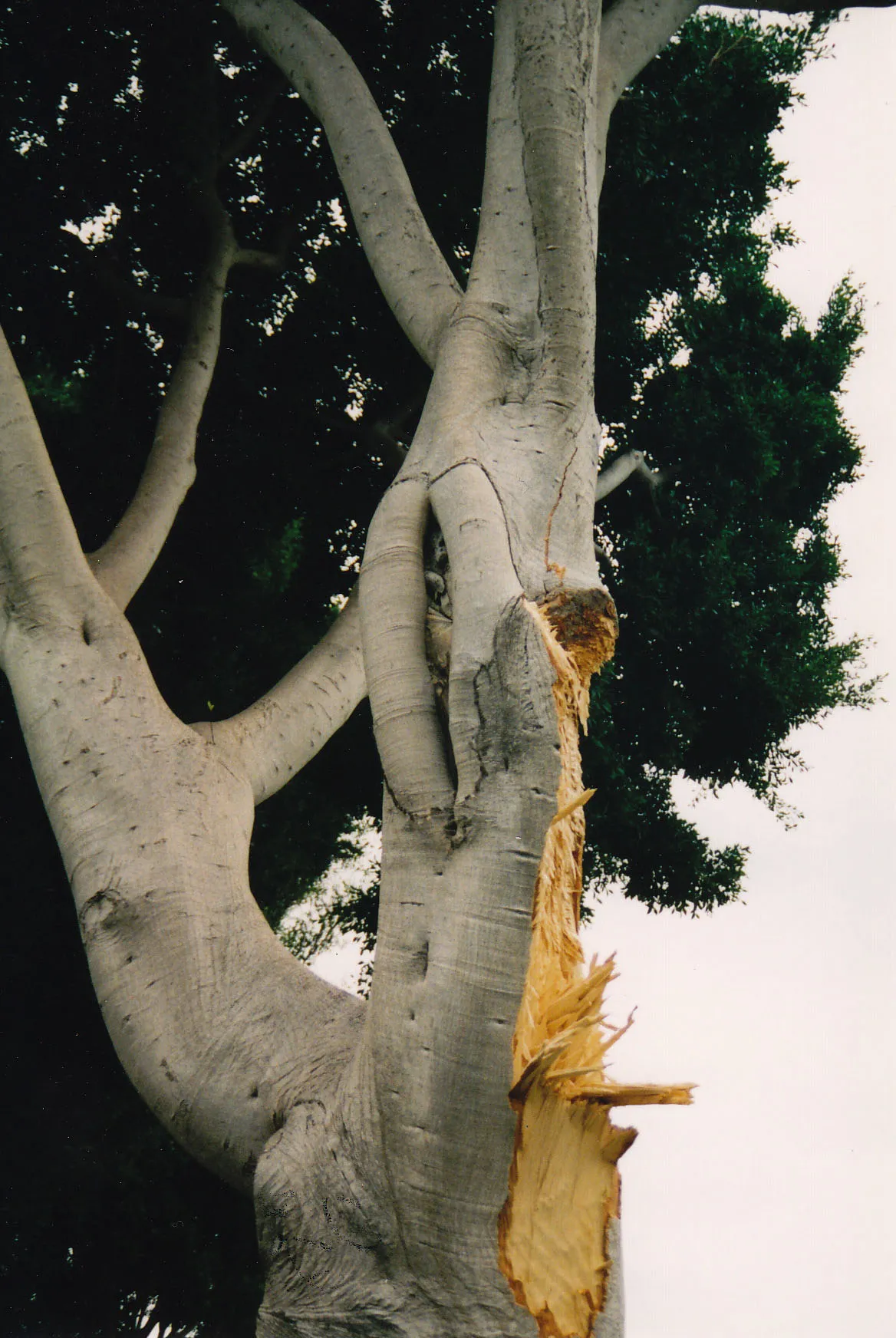 Ficus microcarpa nitida (indian laurel fig) branch failure. There are 16 reports for this species in the database. Photo: E. Slowik