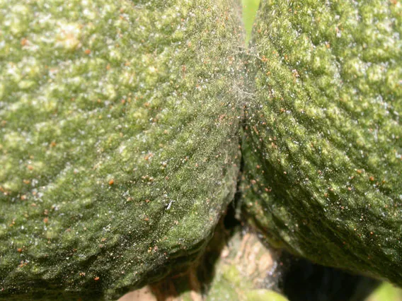 Yuma spider mites and their webbing